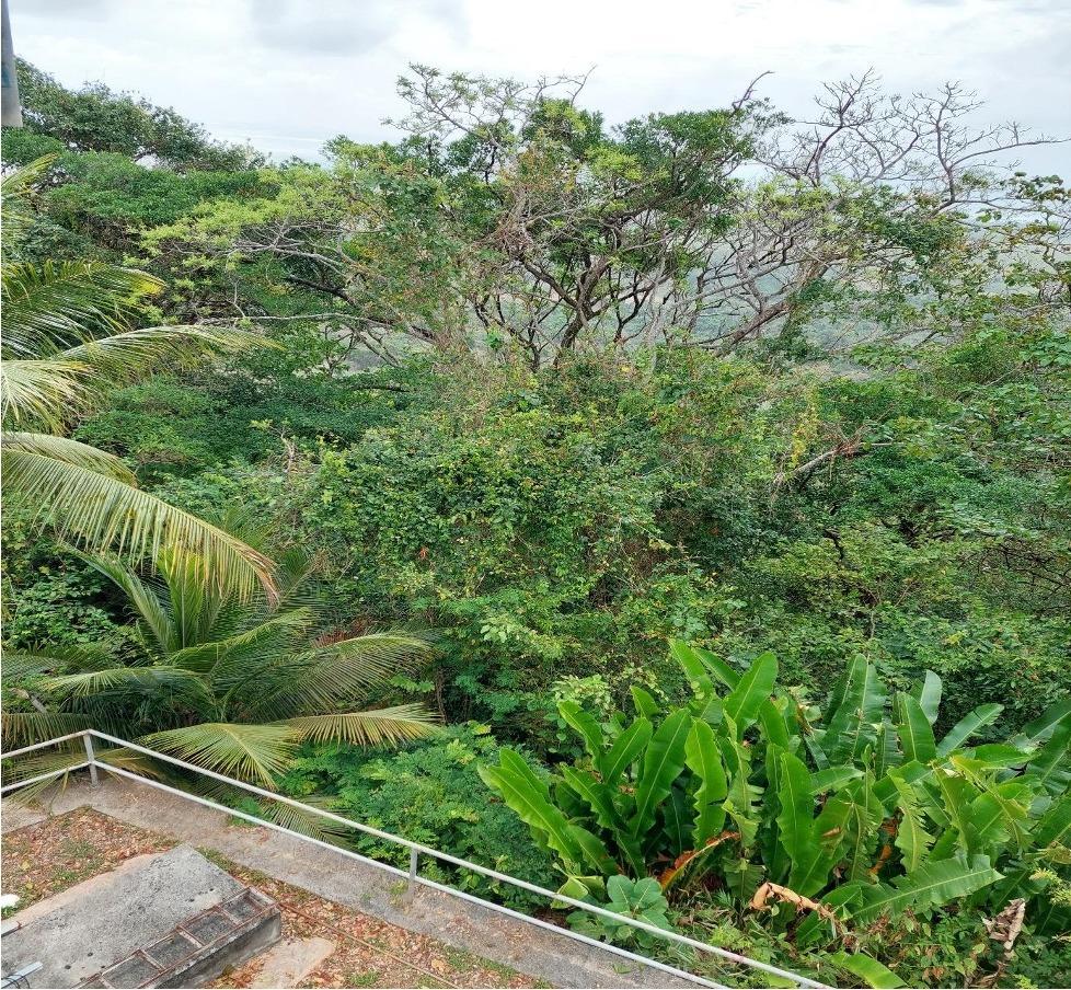 Trees and vegetation in Trinidad