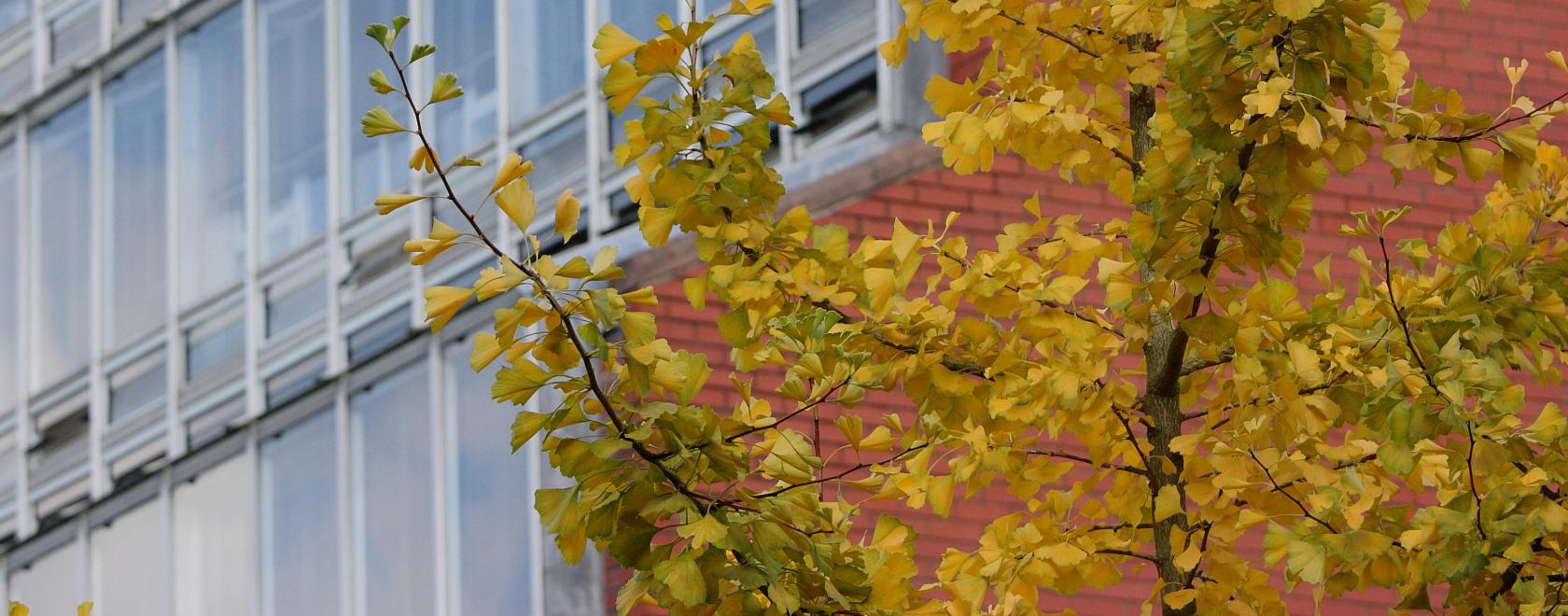 Autumn leaves outside the History Faculty