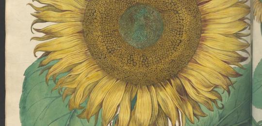 Image of a page of a book depicting a sunflower