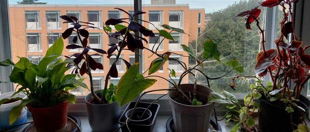 Plant pots on a windowsill
